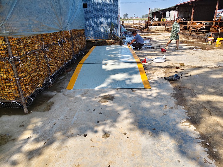 蘭考養(yǎng)殖場(chǎng)4